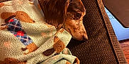 Charlie is registered to the contest to win money with this photo: dog, blanket, wooden_floor, brown, pet, resting, cozy, indoor, fabric, pattern, laptop, snug, soft, home, comfort, animal, fur, relaxing, mat, side_view