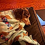 dog, blanket, wooden_floor, brown, pet, resting, cozy, indoor, fabric, pattern, laptop, snug, soft, home, comfort, animal, fur, relaxing, mat, side_view