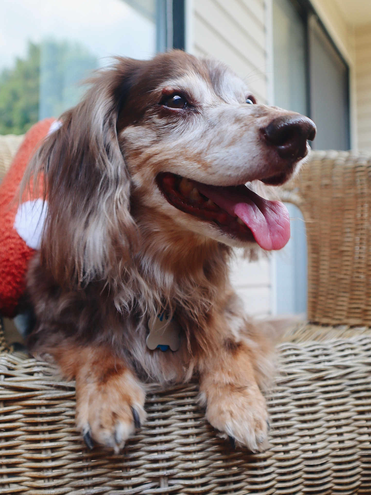 Charlie joined the competition — help win amazing prizes! dog, wicker_chair, tongue_out, happy, pet, outdoor, furry, brown, white, speckled, animal, panting, cozy, blanket, window, reflection, daylight, paws, collar, close_up