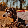 Charlie is registered to the contest to win money with this photo: dog, autumn, leaves, costume, outdoor, brown, nature, fall, pet, animal, closeup, forest, cozy, fur, portrait, canine, seasonal, ground, daylight, cute
