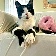 Gunner joined the competition — help win amazing prizes! cat, black_and_white, pet, indoor, couch, furniture, plush, pink, donut, window, blinds, sunlight, relaxed, paws, animal, cute, whiskers, ears, fur, household
