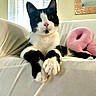 cat, black_and_white, pet, indoor, couch, furniture, plush, pink, donut, window, blinds, sunlight, relaxed, paws, animal, cute, whiskers, ears, fur, household