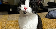 Gunner joined the competition — help win amazing prizes! cat, tuxedo_cat, pet, indoor, curious, feline, whiskers, pink_nose, black_and_white, sitting, countertop, home, living_room, window, mirror, couch, pillow, hat, floor, domestic_animal