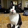 cat, tuxedo_cat, pet, indoor, curious, feline, whiskers, pink_nose, black_and_white, sitting, countertop, home, living_room, window, mirror, couch, pillow, hat, floor, domestic_animal