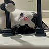 Gunner joined the competition — help win amazing prizes! cat, black_and_white, paw, metal_bars, curious, indoors, pet, whiskers, face, pink_nose, lying_down, close_up, playful, animal, domestic_cat, feline, resting, white_surface, wall, floor