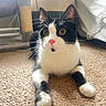 Gunner is registered to the contest to win money with this photo: cat, black_and_white, yellow_eyes, pink_nose, carpet, scratching_post, bed, white_bedding, indoor, pet, animal, whiskers, feline, curious, lying_down, close_up, home, cozy, fur, paw