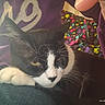 Arthur is registered to the contest to win money with this photo: blanket, cat, chin, close_up, colorful, couch, fabric_texture, hand, indoor, patterned_cloth, paw, person, pet, portrait, purple_sweater, resting, sleepy, timestamp, tuxedo_cat, whiskers