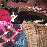 Arthur is registered to the contest to win money with this photo: blanket, cat, couch, cozy, domestic_animal, flannel_shirt, furniture, household_items, indoor, jeans, living_room, paws, pet, pink_container, plaid, resting, sleepy, sofa, tuxedo_cat, whiskers