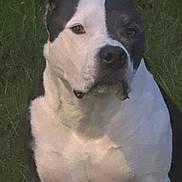 Chance is registered to the contest to win money with this photo: animal, black_and_white, calm, canine, companion, dog, domestic, ears, eyes, friendly, fur, grass, mammal, nature, outdoor, pet, portrait, quiet, sitting, snout