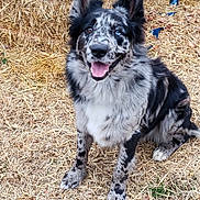 Finn joined the competition — help win amazing prizes! animal, barn, black_and_white, canine, dog, ears_up, farm, fur, grass, happy, hay, heterochromia, nature, outdoor, pet, sitting, smiling, spotted, straw, tongue_out