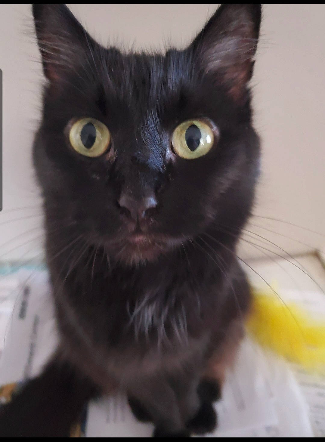 Mama Kitty is registered to the contest to win money with this photo: black_cat, bombay, carnivore, cat, cat_supply, claw, domestic_short_haired_cat, felidae, fur, iris, small_to_medium_sized_cats, snout, tail, whiskers