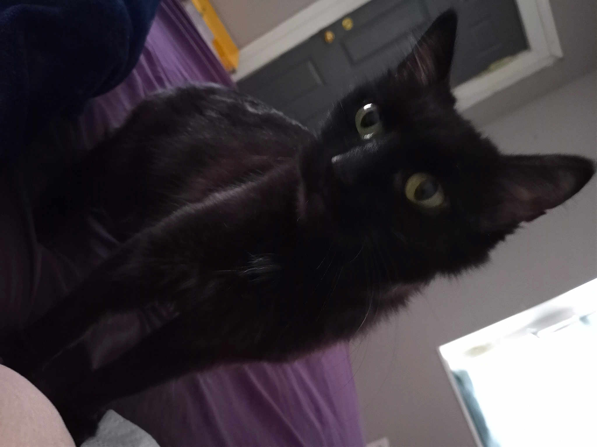 Mama Kitty