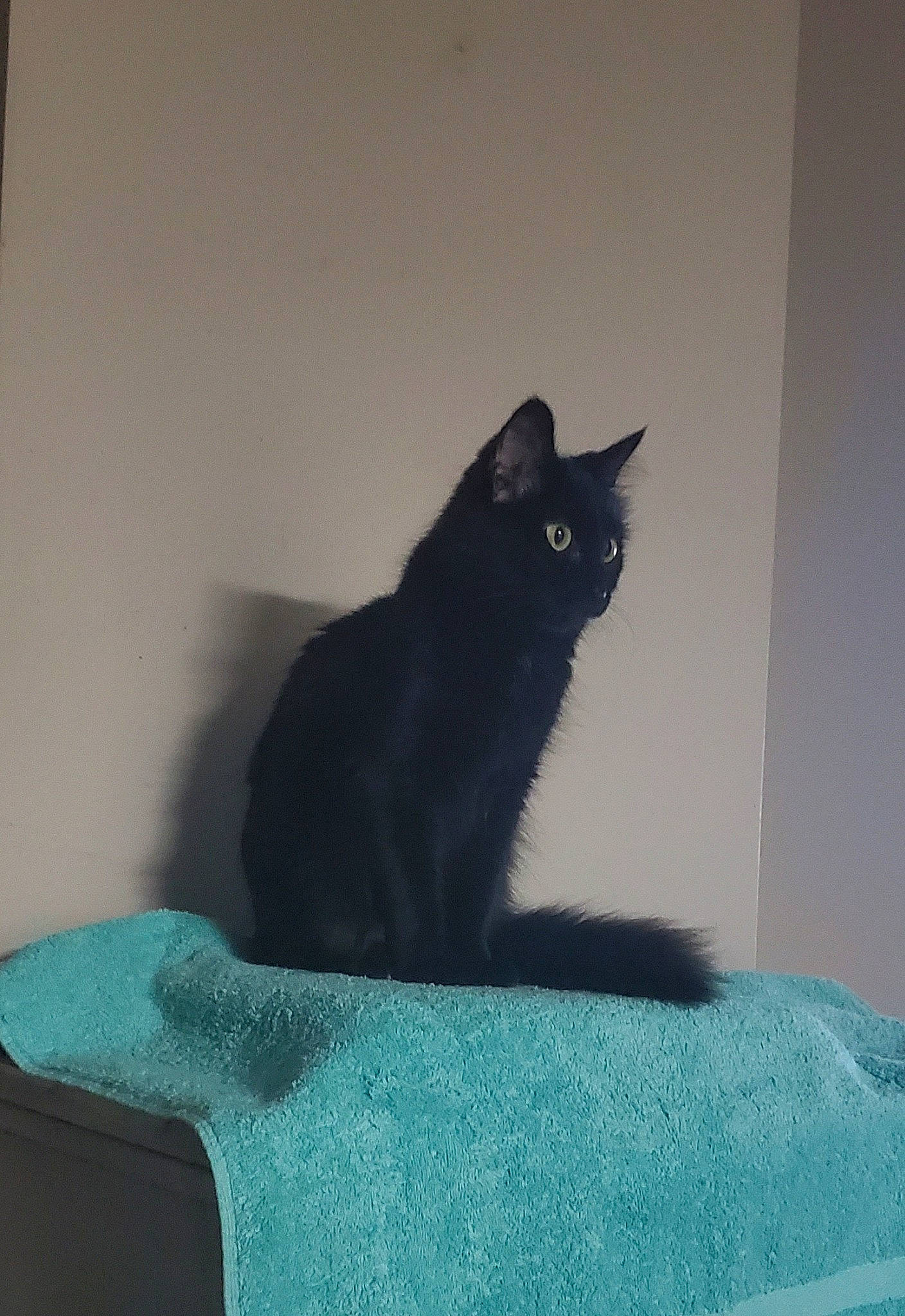 Mama Kitty is registered to the contest to win money with this photo: bed, black_cat, bombay, carnivore, cat, comfort, domestic_short_haired_cat, electric_blue, felidae, fur, grey, linens, room, sitting, small_to_medium_sized_cats, snout, tail, whiskers, window