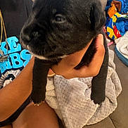 Harley joined the competition — help win amazing prizes! puppy, dog, black_dog, pet, animal, sleepy, cute, portrait, close_up, floppy_ears, paws, fur, blanket, couch, indoor, home, person, holding, colorful_clothing, cozy