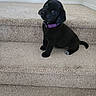 Harley is registered to the contest to win money with this photo: puppy, dog, black_dog, sitting, stairs, carpet, purple_collar, pet, animal, portrait, head_tilt, floppy_ears, dark_fur, white_paw, indoors, home, staircase, cute, puppy_face, photography