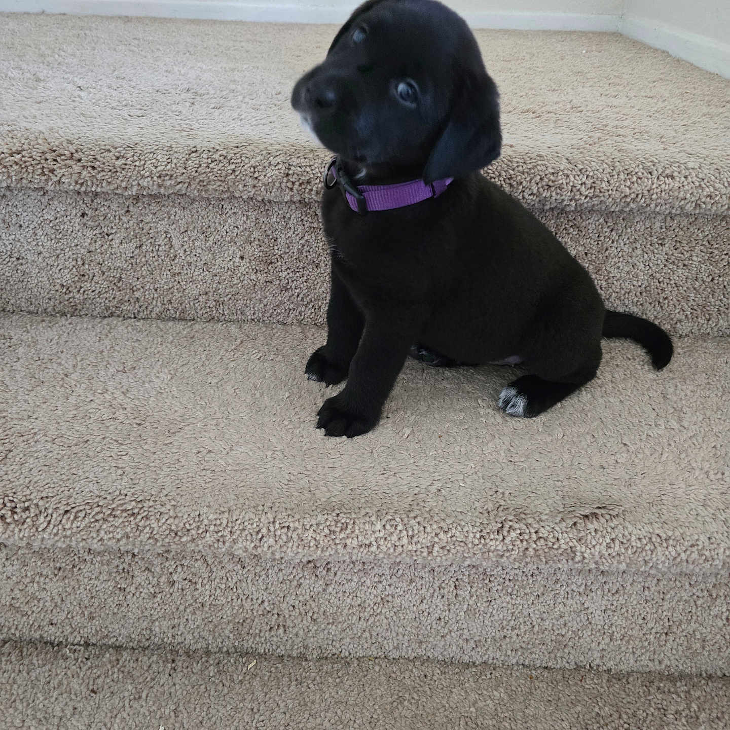 Harley is registered to the contest to win money with this photo: puppy, dog, black_dog, sitting, stairs, carpet, purple_collar, pet, animal, portrait, head_tilt, floppy_ears, dark_fur, white_paw, indoors, home, staircase, cute, puppy_face, photography