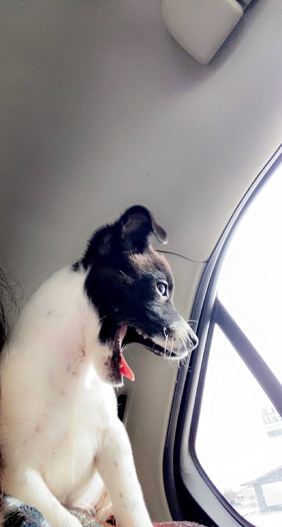 Daisy May joined the competition — help win amazing prizes! automotive_design, automotive_exterior, automotive_lighting, automotive_mirror, car, carnivore, collar, companion_dog, dog, dog_collar, door, fender, hood, motor_vehicle, personal_luxury_car, tints_and_shades, vehicle, vehicle_door, windshield, working_animal