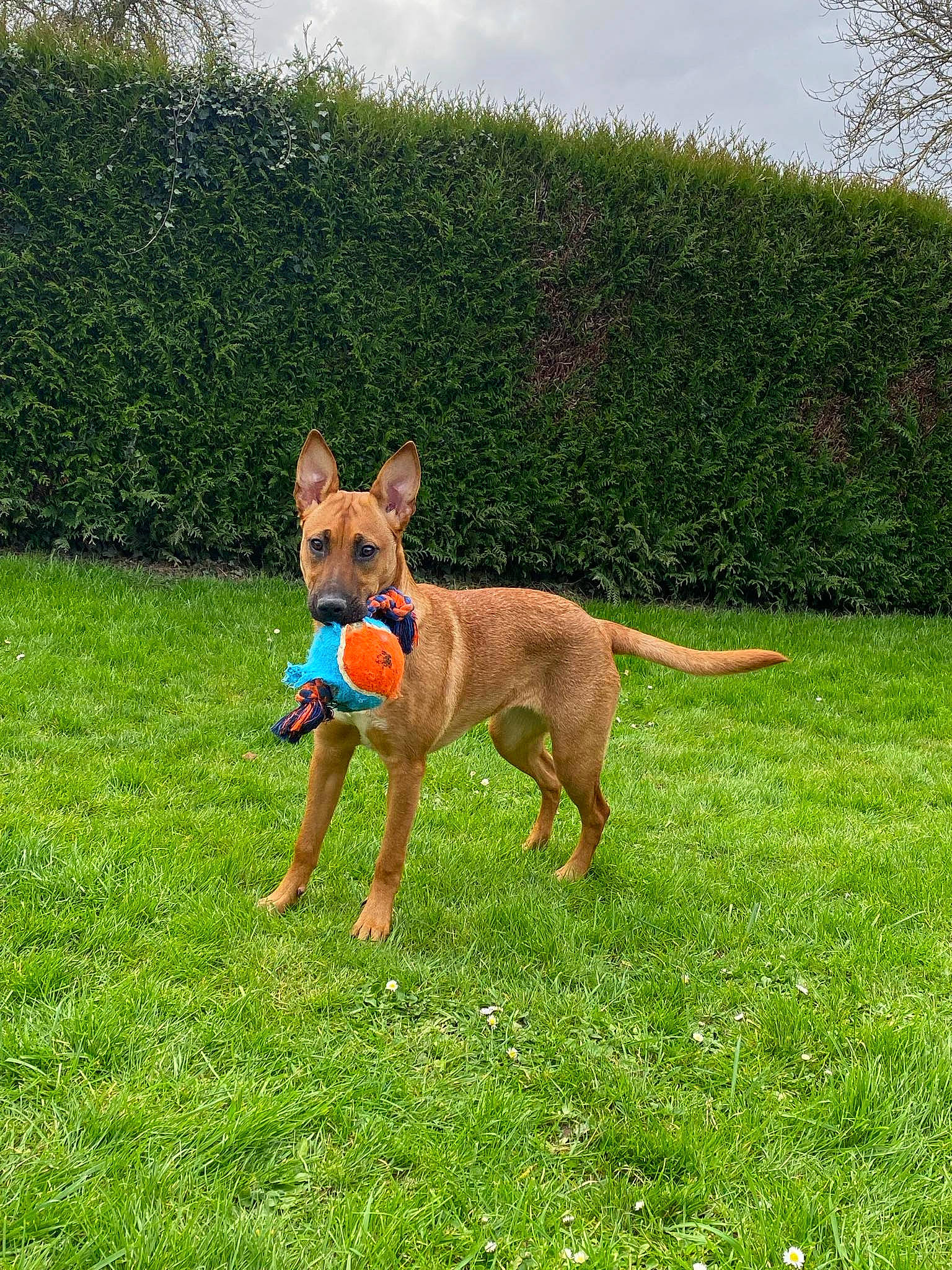 Elie participe au concours pour gagner de l'argent avec cette photo : canidae, carnivore, cloud, collar, companion_dog, dog, dog_breed, dog_sports, dog_supply, fawn, grass, grassland, plant, sky, snout, sporting_group, tail, terrestrial_animal, toy, working_animal