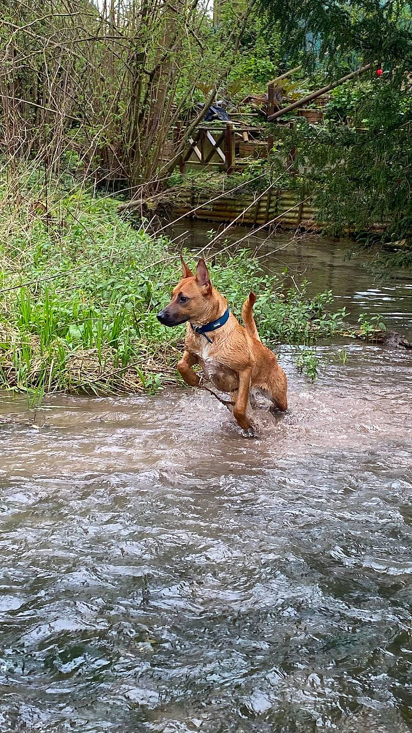 Elie a rejoint le concours — aidez-le/la à gagner de superbes lots ! canidae, carnivore, companion_dog, creek, dog, dog_breed, fawn, fluvial_landforms_of_streams, forest, grass, liver, plant, riparian_zone, sporting_group, stream, tail, water, wildlife, wood, working_animal