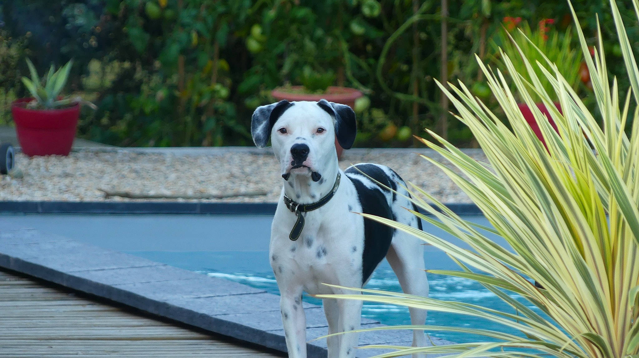 Oslow participe au concours pour gagner de l'argent avec cette photo : canidae, carnivore, collar, companion_dog, dog, dog_breed, dog_collar, dog_supply, fashion_accessory, fawn, flowerpot, grass, gun_dog, leash, pet_supply, plant, sidewalk, snout, sporting_group, working_animal