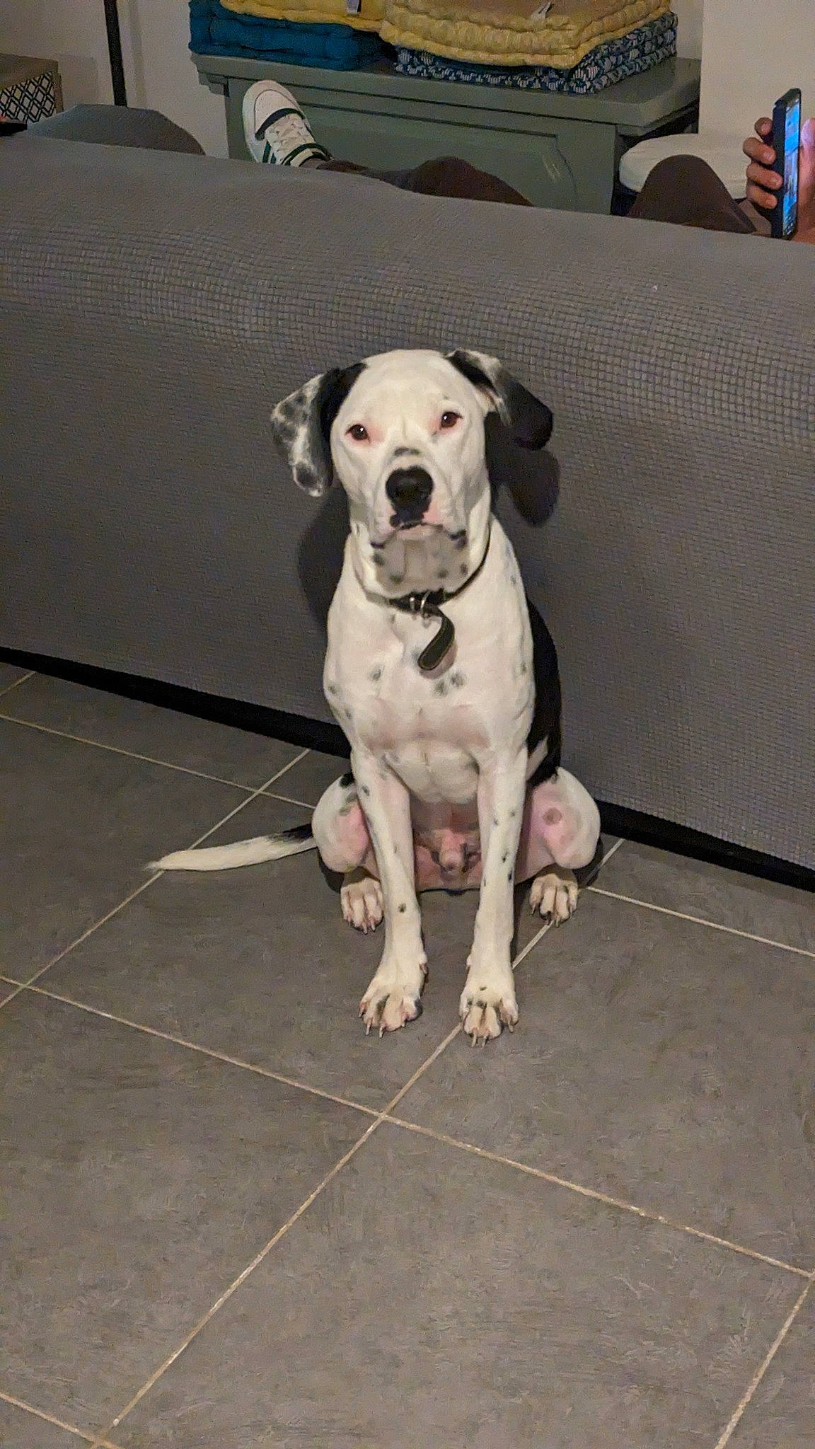 Oslow participe au concours pour gagner de l'argent avec cette photo : carnivore, collar, companion_dog, dog, dog_breed, dog_collar, dog_supply, eye, fawn, floor, flooring, grey, leash, paw, pet_supply, snout, sporting_group, tail, whiskers, working_animal