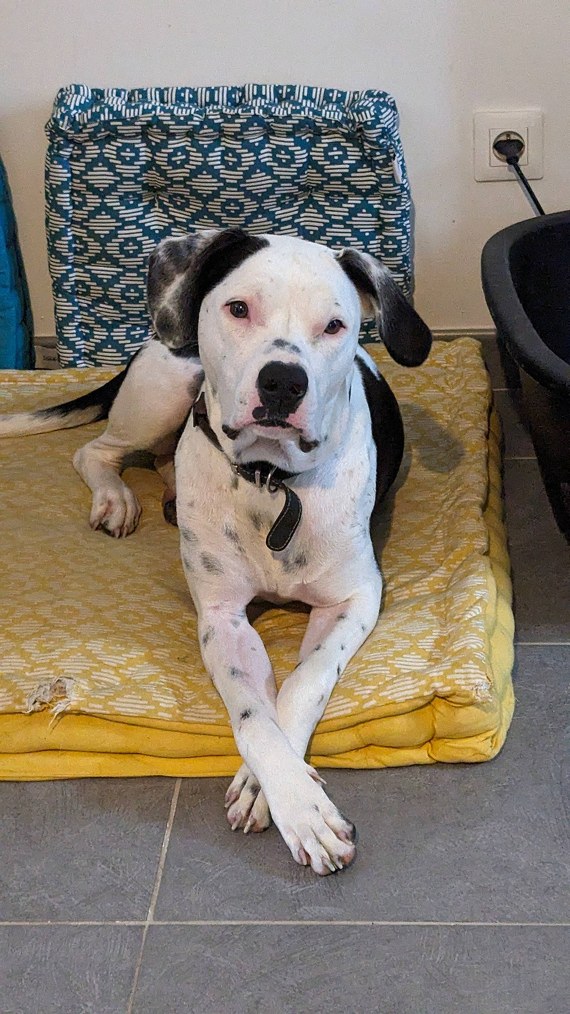 Oslow a rejoint le concours — aidez-le/la à gagner de superbes lots ! canidae, carnivore, collar, comfort, companion_dog, dog, dog_breed, dog_collar, dog_supply, fawn, flooring, hardwood, paw, pet_supply, snout, sporting_group, tail, whiskers, wood, working_animal