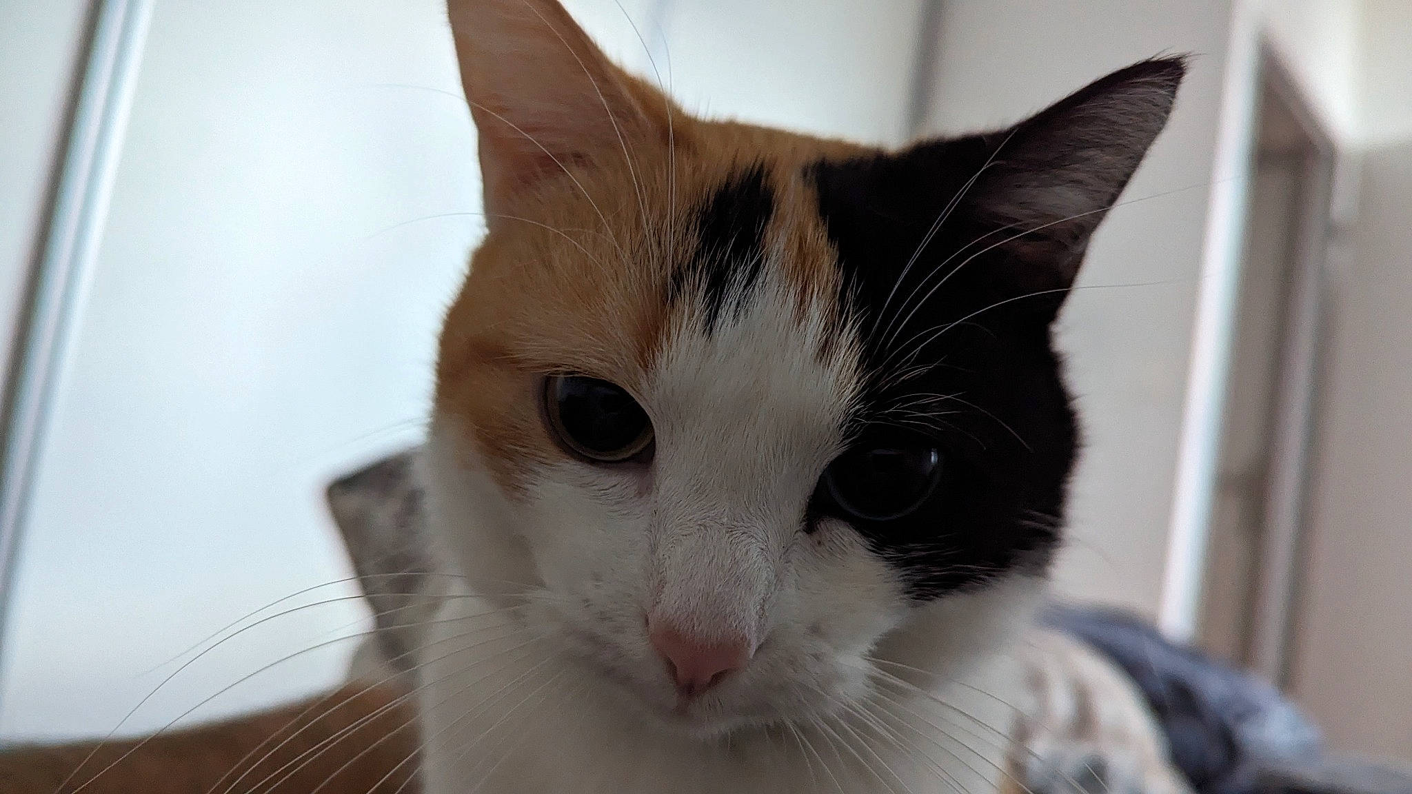 Moumoune participe au concours pour gagner de l'argent avec cette photo : carnivore, cat, domestic_short_haired_cat, felidae, fur, small_to_medium_sized_cats, snout, whiskers, window