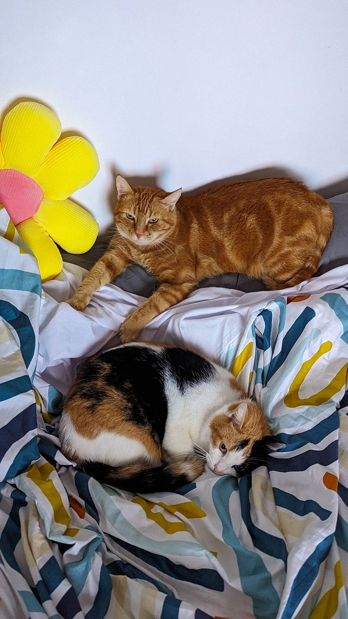 Moumoune participe au concours pour gagner de l'argent avec cette photo : carnivore, cat, cat_supply, comfort, domestic_short_haired_cat, fawn, felidae, flower, fur, linens, mammal, paw, pet_supply, petal, plant, room, small_to_medium_sized_cats, tail, vertebrate, whiskers