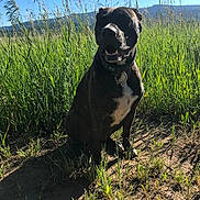 Joplin joined the competition — help win amazing prizes! animal, blue_sky, canine, collar, daylight, dog, earth, field, grass, greenery, happy, landscape, mountains, nature, outdoor, pet, shadow, sitting, smiling, sunlight