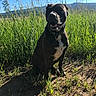 animal, blue_sky, canine, collar, daylight, dog, earth, field, grass, greenery, happy, landscape, mountains, nature, outdoor, pet, shadow, sitting, smiling, sunlight
