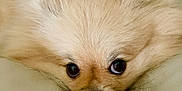 Bella is registered to the contest to win money with this photo: adorable, animal, blanket, closeup, cozy, cute, dog, eyes, face, fluffy, fur, indoor, nose, pet, puppy, relaxed, resting, snuggling, soft, warm