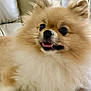 Bella is registered to the contest to win money with this photo: animal, canine, closeup, companion, couch, cute, dog, domestic, fluffy, friendly, fur, happy, indoor, leather, mammal, pet, pomeranian, portrait, small_dog, tongue_out