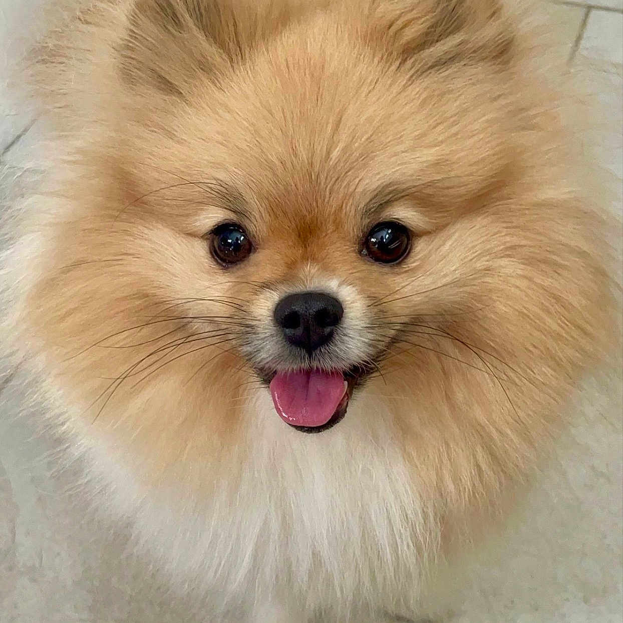 Bella joined the competition — help win amazing prizes! animal, companion, cute, dog, ears, face, floor, fluffy, friendly, fur, happy, indoor, looking_up, nose, pet, pomeranian, small_dog, tile, tongue_out, whiskers