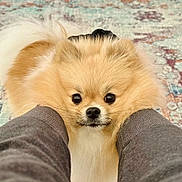 Bella is registered to the contest to win money with this photo: adorable, animal, carpet, close_up, companion, curious, cute, dog, domestic_animal, fluffy, friendly, fur, indoor, legs, looking, pattern, person, pet, pomeranian, small_dog