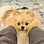 adorable, animal, carpet, close_up, companion, curious, cute, dog, domestic_animal, fluffy, friendly, fur, indoor, legs, looking, pattern, person, pet, pomeranian, small_dog