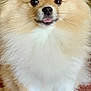 Bella is registered to the contest to win money with this photo: adorable, animal, brown_and_white, carpet, closeup, companion, cute, dog, domestic_animal, face, fluffy, fur, furry, indoor, pet, pomeranian, portrait, sitting, small_dog, tongue_out