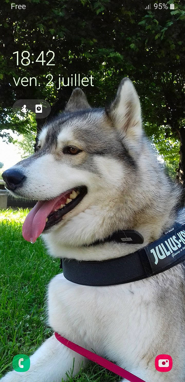 Angélo a rejoint le concours — aidez-le/la à gagner de superbes lots ! canidae, carnivore, collar, companion_dog, dog, dog_breed, dog_collar, fang, fashion_accessory, fur, grass, jaw, leash, pet_supply, plant, siberian_husky, sled_dog, snout, sporting_group, tree