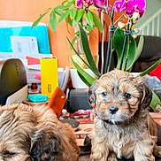 Tokyo And Tony is registered to the contest to win money with this photo: adorable, animal, brown, couch, cozy, cute, dog, flower, fur, home, indoor, orchid, pet, plant, portrait, puppy, relaxing, small, table, young