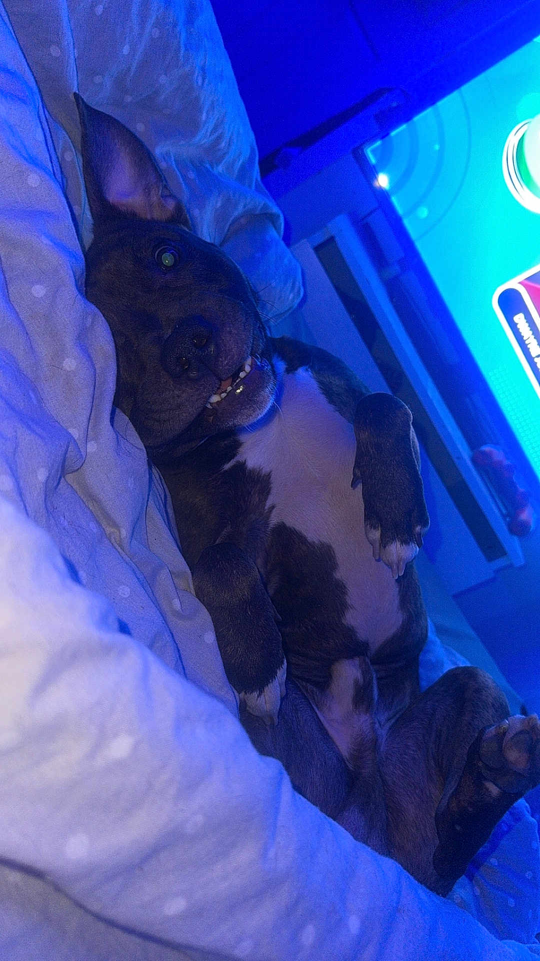 Brookie joined the competition — help win amazing prizes! dog, pet, bed, blanket, indoor, smiling, lying_down, cozy, relaxed, television, blue_light, paw, white_chest, canine, fur, home, comfort, resting, cute, animal