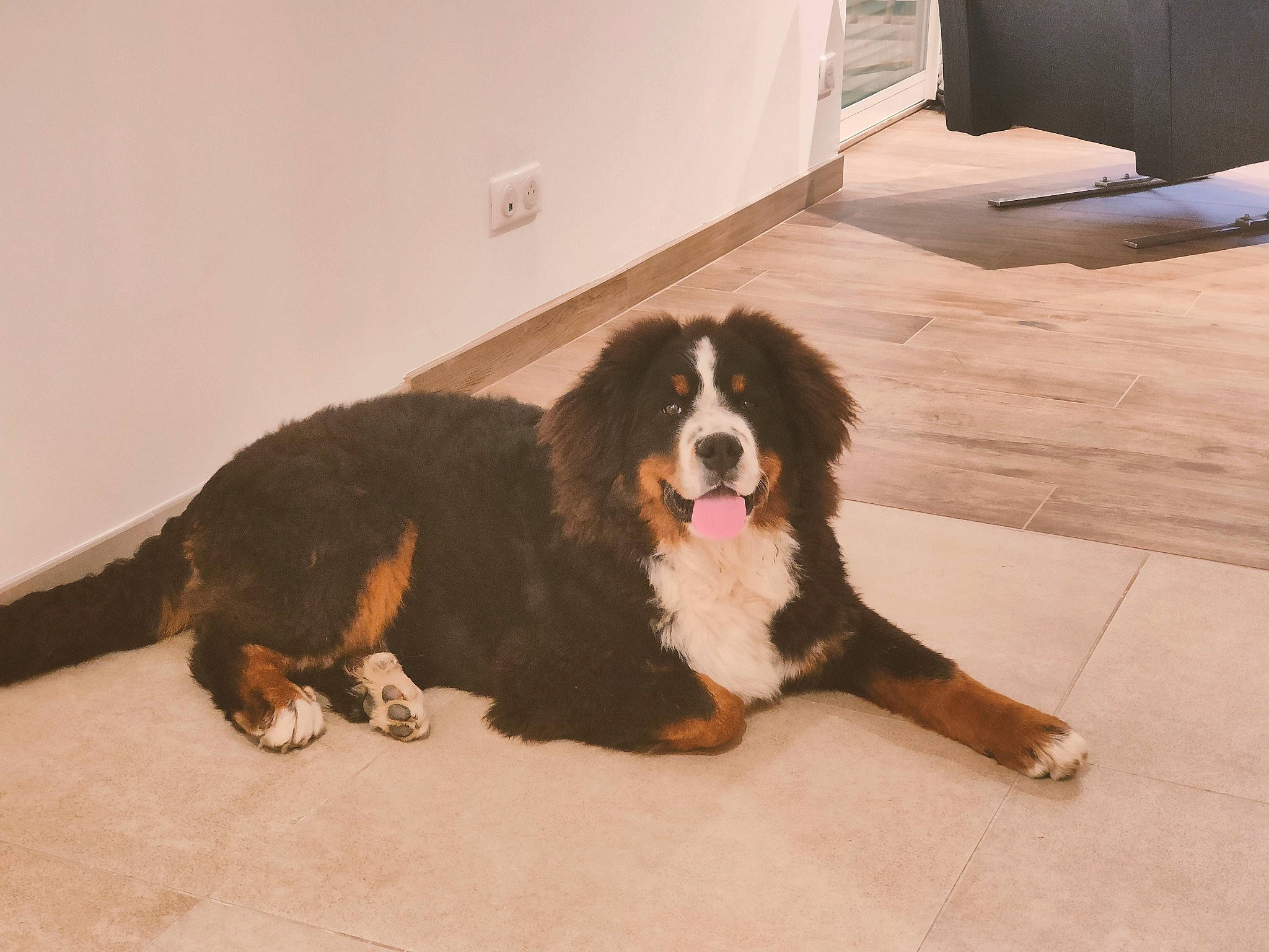 Talko a rejoint le concours — aidez-le/la à gagner de superbes lots ! bored, canidae, carnivore, companion_dog, dog, dog_breed, door, flooring, fur, gun_dog, hardwood, herding_dog, moscow_watchdog, snout, sporting_group, terrestrial_animal, wood, working_animal, working_dog