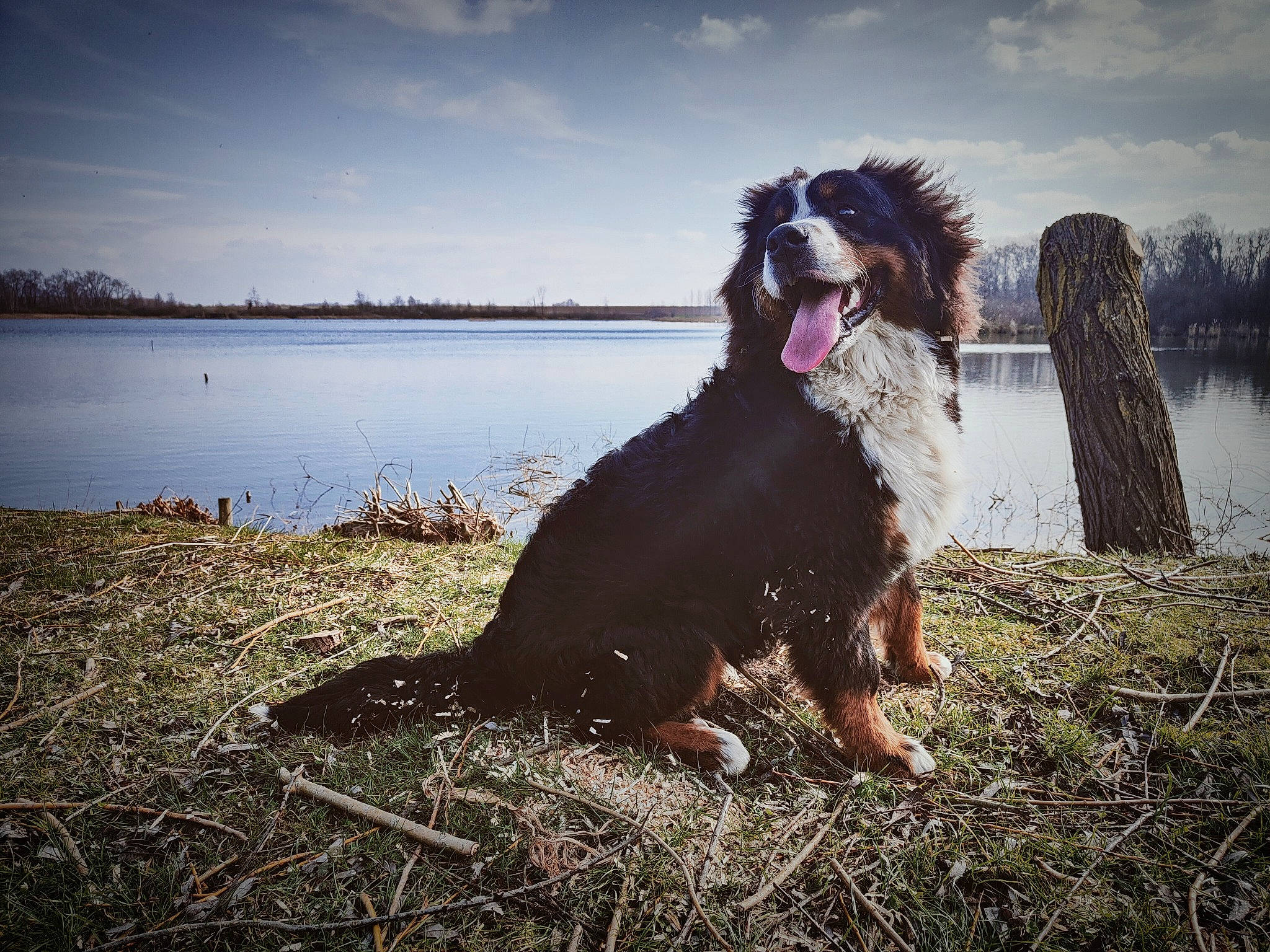 Talko a rejoint le concours — aidez-le/la à gagner de superbes lots ! carnivore, cloud, companion_dog, dog, dog_breed, evening, flash_photography, guard_dog, happy, horizon, lake, ocean, plant, reflection, sky, spaniel, sporting_group, water, working_animal, working_dog
