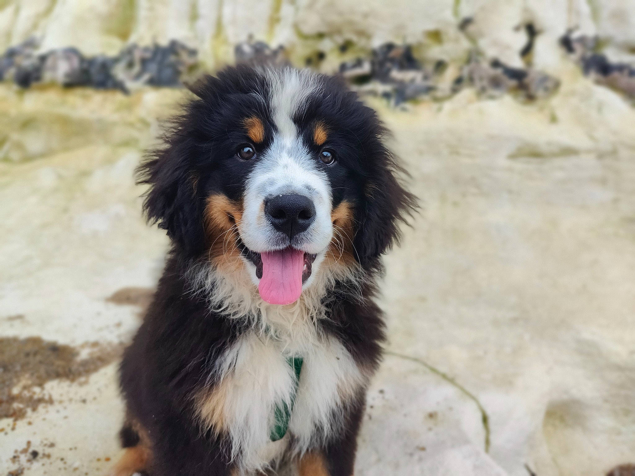 Talko a rejoint le concours — aidez-le/la à gagner de superbes lots ! bernese_mountain_dog, border_collie, canidae, carnivore, companion_dog, dog, dog_breed, fur, herding_dog, snout, sporting_group, terrestrial_animal, whiskers, working_dog