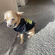 Chico joined the competition — help win amazing prizes! dog, small_dog, tan_dog, clothing, tshirt, indoor, carpet, sunlight, shadow, pet, animal, cute, sitting, wall, doorway, collar, floor, room, light, teenage_mutant_ninja_turtles