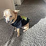 dog, small_dog, tan_dog, clothing, tshirt, indoor, carpet, sunlight, shadow, pet, animal, cute, sitting, wall, doorway, collar, floor, room, light, teenage_mutant_ninja_turtles
