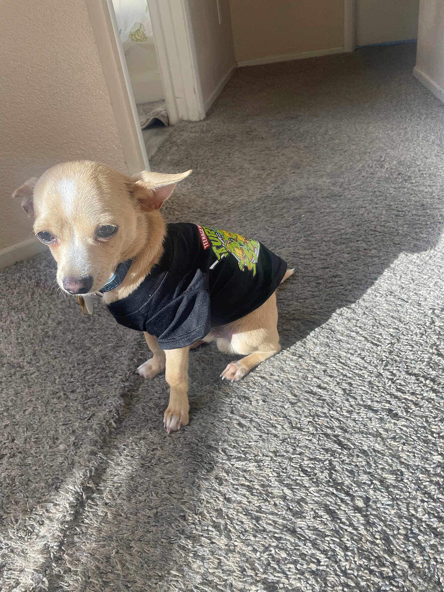 Chico