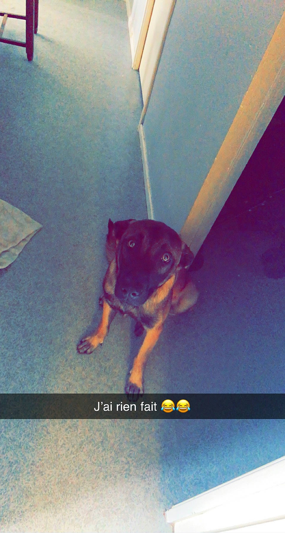 Rico participe au concours pour gagner de l'argent avec cette photo : canidae, carnivore, companion_dog, dog, dog_breed, electric_blue, fawn, floor, flooring, light, magenta, purple, rectangle, room, shadow, snapshot, snout, sporting_group, tints_and_shades, working_animal