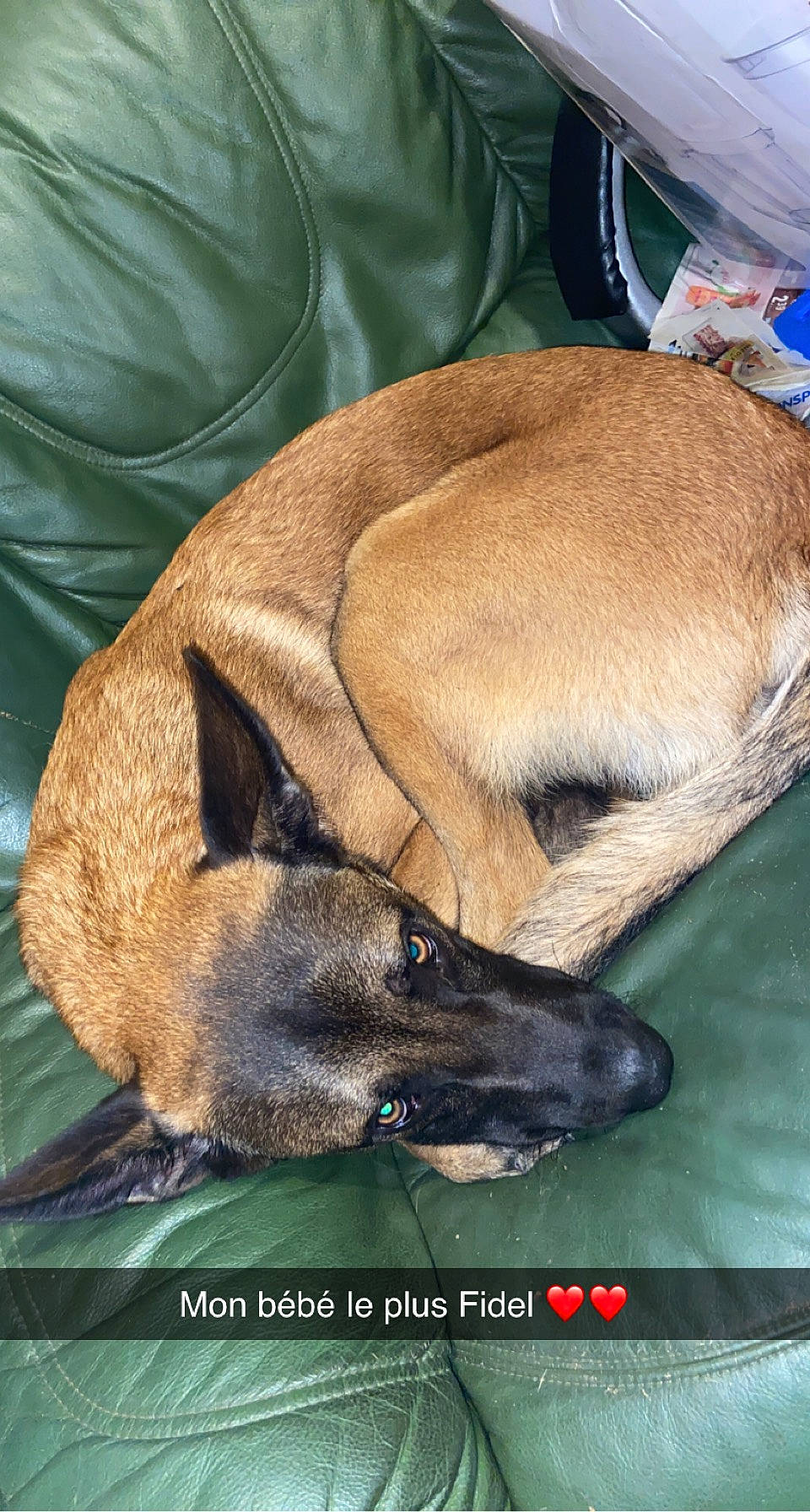 Rico participe au concours pour gagner de l'argent avec cette photo : canidae, carnivore, collar, companion_dog, dog, dog_breed, fawn, fur, non_sporting_group, pet_supply, plant, snout, sporting_group, terrestrial_animal, whiskers, wildlife, working_animal