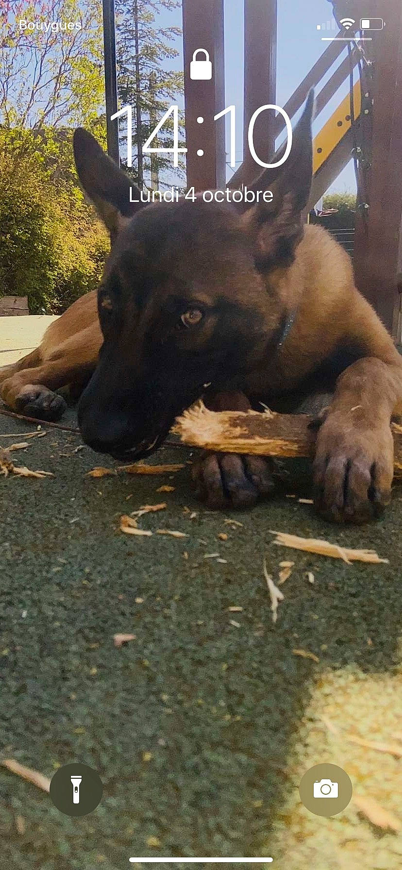 Rico participe au concours pour gagner de l'argent avec cette photo : canidae, carnivore, companion_dog, dog, dog_breed, fawn, fur, german_shepherd_dog, guard_dog, herding_dog, non_sporting_group, paw, plant, road_surface, snout, sporting_group, tail, terrestrial_animal, working_animal, working_dog