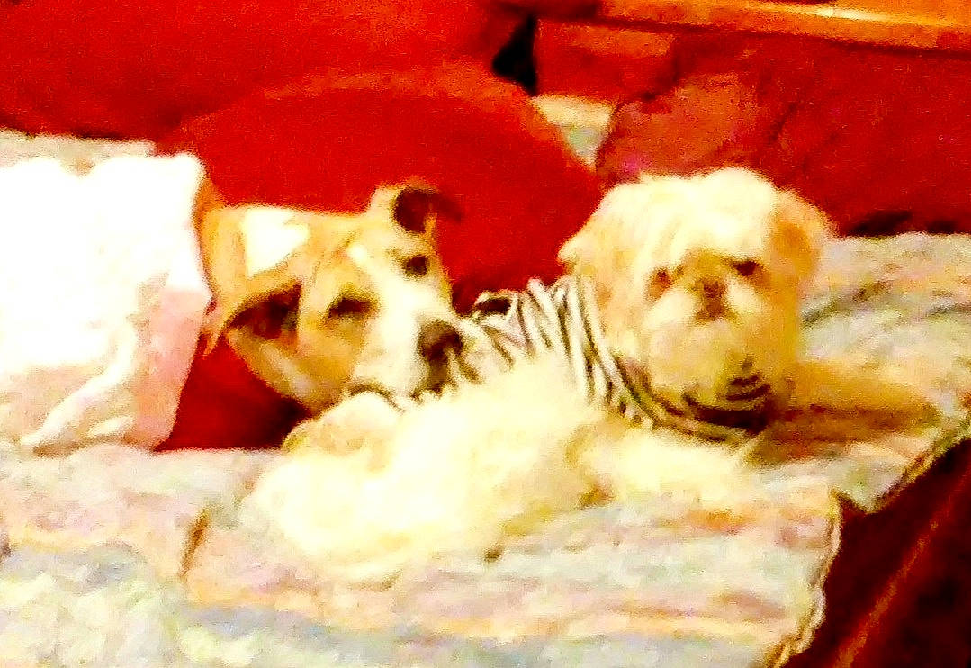 Ludo is registered to the contest to win money with this photo: bored, canidae, carnivore, comfort, companion_dog, dog, dog_breed, dog_supply, felidae, fur, linens, livestock_guardian_dog, mammal, polish_tatra_sheepdog, puppy_love, sporting_group, terrestrial_animal, toy_dog, whiskers, working_animal