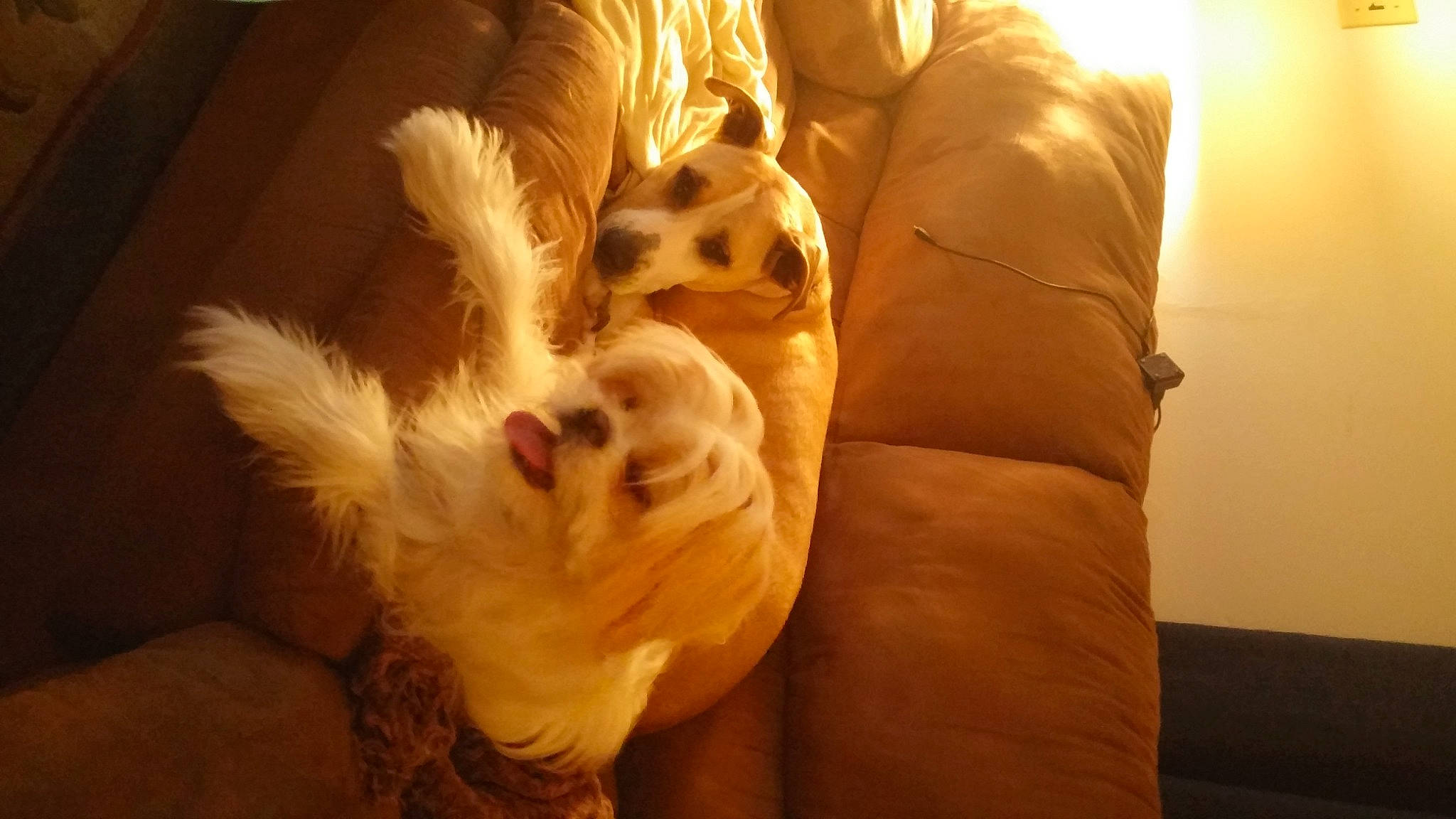 Ludo is registered to the contest to win money with this photo: bed, canidae, carnivore, comfort, companion_dog, dog, dog_breed, fawn, felidae, fur, human_leg, paw, small_to_medium_sized_cats, snout, sporting_group, tail, toy_dog, whiskers, wood, working_animal